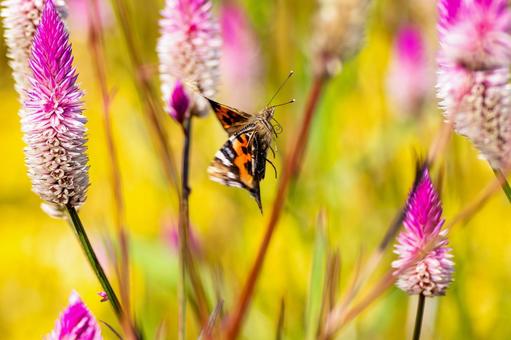 アカタテハ(42)の写真