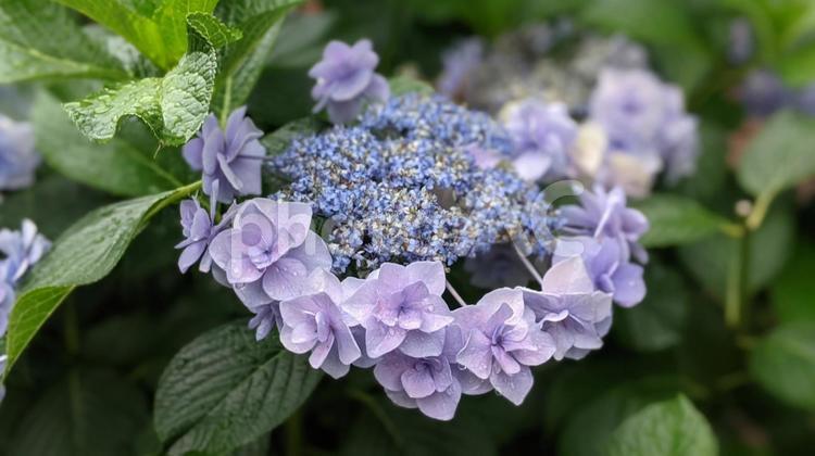 雨に濡れた紫陽花（あじさい） 紫陽花,あじさい,アジサイの写真素材