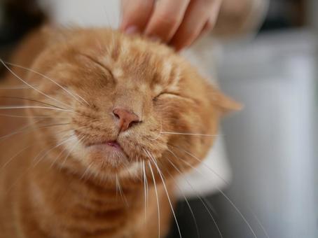 猫をなでる 猫,ペット,動物の写真素材