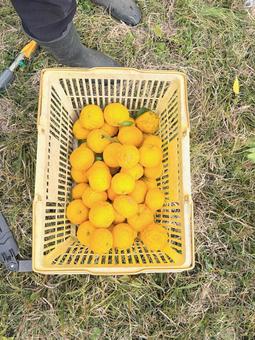 ゆずの収穫 ゆず,木,実の写真素材