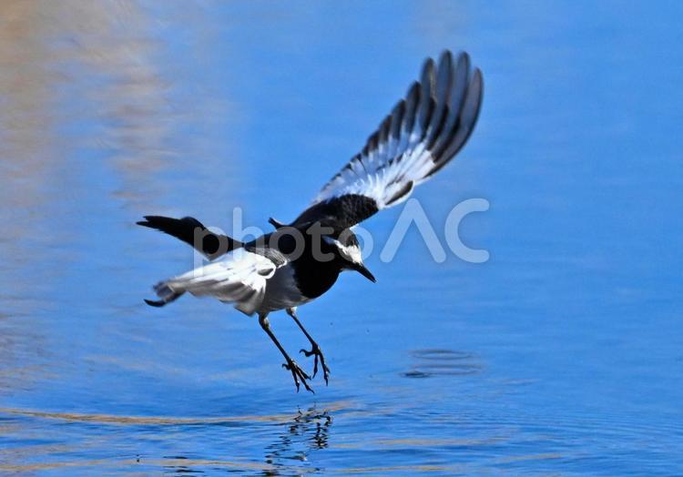 羽ばたくセグロセキレイ3 セグロセキレイ,羽ばたく,飛び立つの写真素材