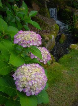 あじさいの写真