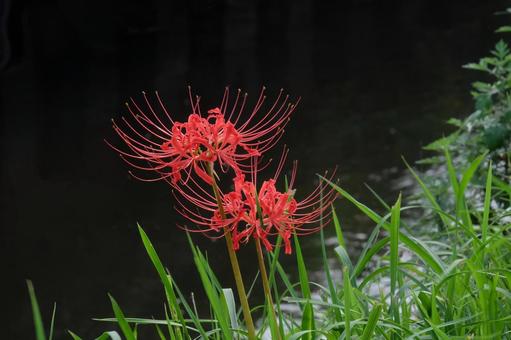 暗い水面に咲く彼岸花、主役 彼岸花,クローズアップ,黒の写真素材
