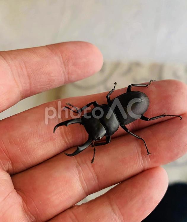 コクワガタ　昆虫　小鍬形 コクワガタ,昆虫,小鍬形の写真素材