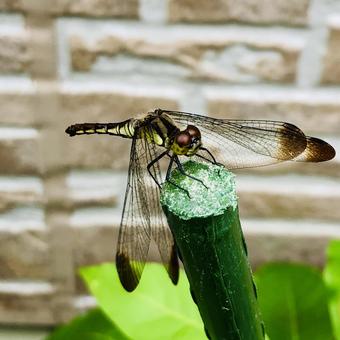 ノシメトンボの写真