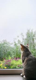 お散歩できない猫_AS000007 お散歩できない猫_AS000007の写真