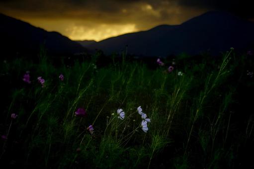 <素材>夕焼けのコスモス畑の風景 <素材>夕焼けのコスモス畑の風景の写真