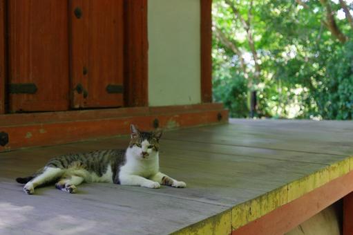 猫 ネコ 浄瑠璃寺 五重塔 縁側 猫 ネコ 浄瑠璃寺 五重塔 縁側 の写真