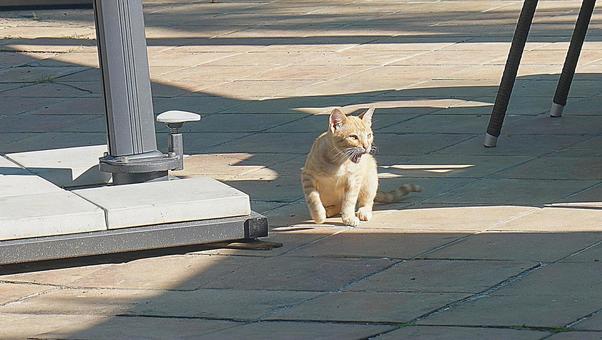 ニューカレドニア309 猫 ニューカレドニア309 猫 ニューカレドニア,イルデパン島,ルメリディアンイルデパンの写真素材