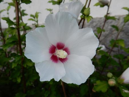 [Flower photo] White Rose of Sharon, JPG