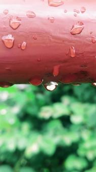 雨上がり 雨上がりの写真