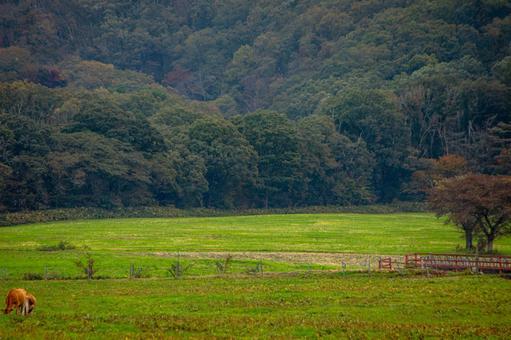 のどかな牧草風景 牧草地,牧場,牛の写真素材