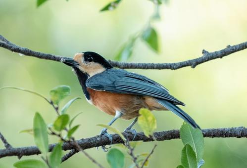 枝に止まったヤマガラ 枝に止まったヤマガラ 野鳥,ヤマガラ,小鳥の写真素材