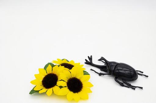 ひまわりとカブトムシ ひまわりとカブトムシの写真