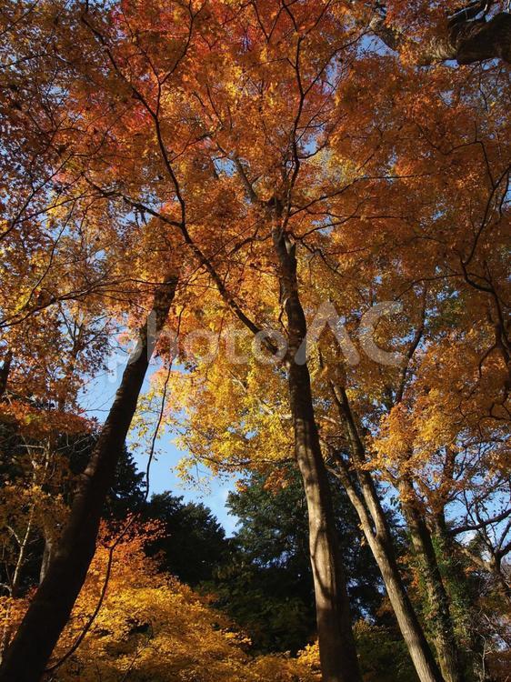 紅葉 紅葉,もみじ,モミジの写真素材