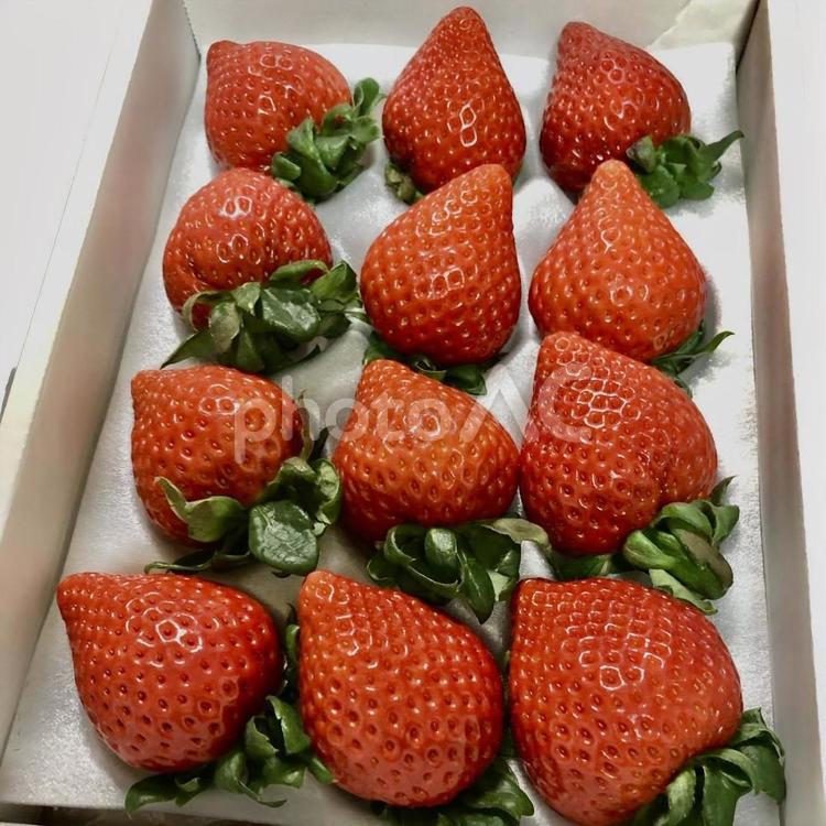 贈答用のいちご いちご,苺,strawberryの写真素材