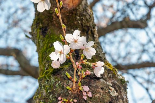 幹から咲いた桜 幹から咲いた桜 花,春,植物の写真素材