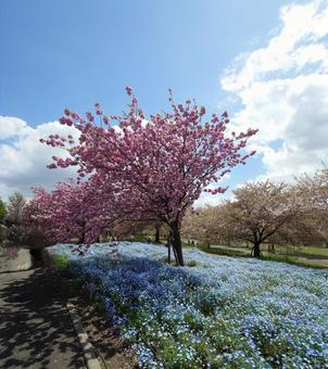 ネモフィラと八重桜 ネモフィラと八重桜の写真