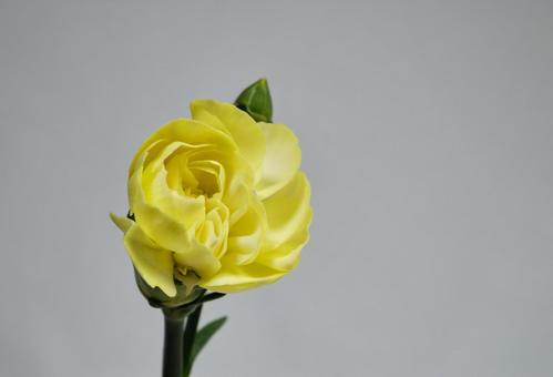 綺麗な黄色のカーネーション 綺麗な黄色のカーネーションの写真