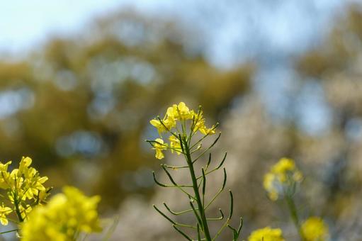 春の陽光に映える菜の花 春の陽光に映える菜の花の写真