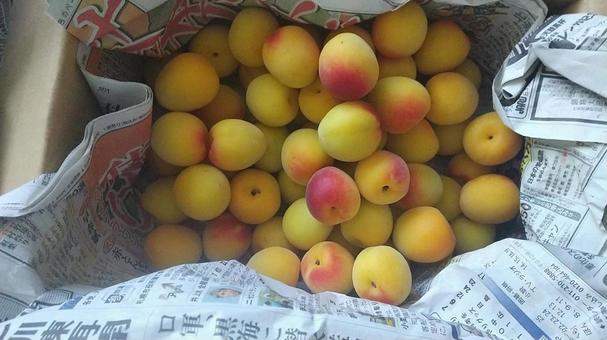 追熟中の南高梅 梅,南高梅,完熟の写真素材