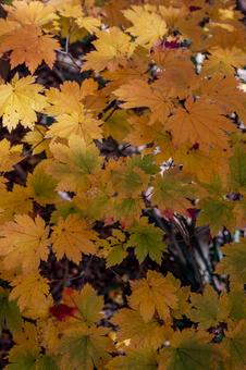 紅葉 紅葉 紅葉,植物,綺麗の写真素材