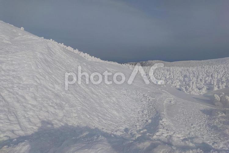 蔵王の樹氷 山形,蔵王,樹氷の写真素材