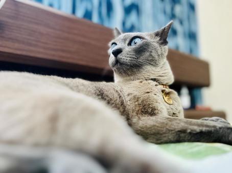 猫 猫の写真