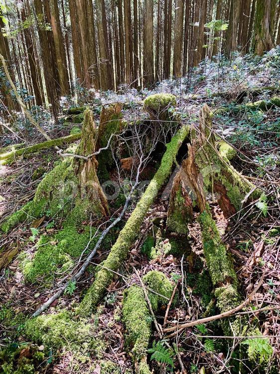 段戸裏谷原生林 段戸裏谷原生林,色,鮮やかの写真素材