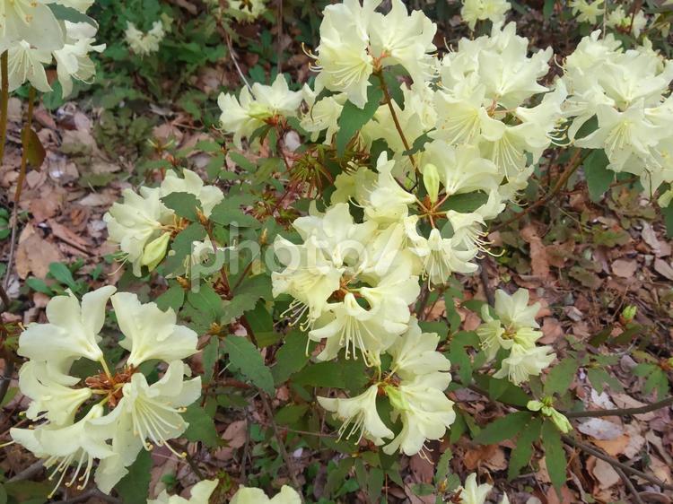 公園の花壇に咲く白い躑躅の花 つつじ,躑躅,花の写真素材