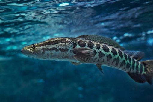 カムルチー カムルチー カムルチー,水族館,アクアリウムの写真素材
