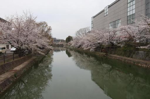 桜 桜 春,川,さくらの写真素材