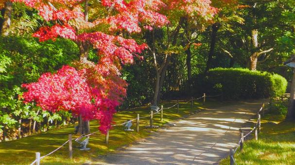 姫路城 好古園13 紅葉,秋,姫路城の写真素材