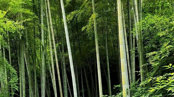 竹林 竹林の写真