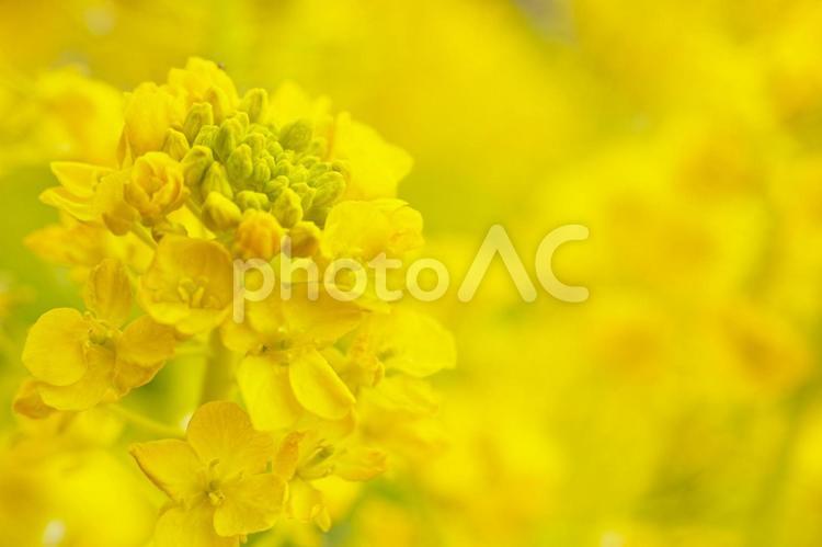 梅林公園　19　菜の花 梅,梅林,公園の写真素材