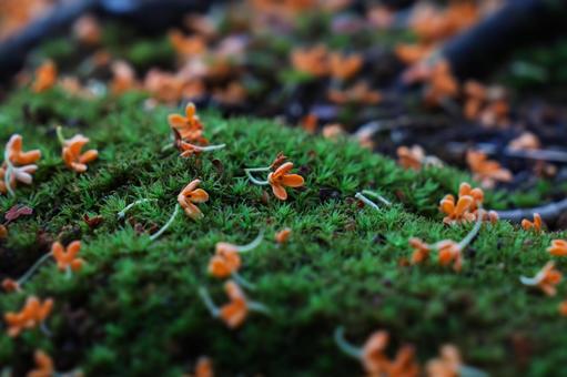 キンモクセイの写真