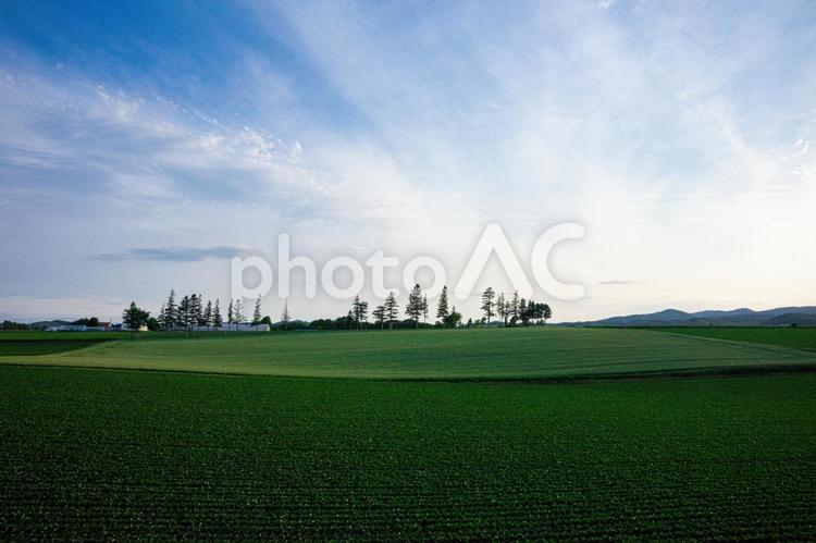 緑の畑と林 きれい,ゆとり,北海道の写真素材