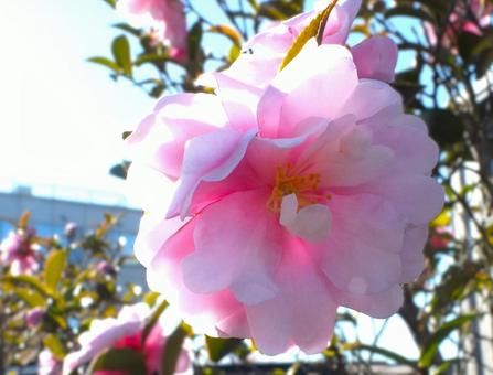 八重咲 山茶花 八重咲 山茶花の写真
