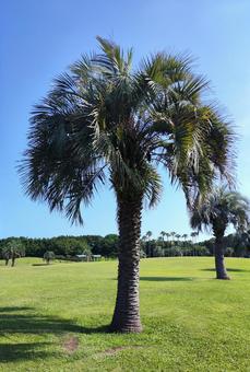 公園のヤシの木 公園のヤシの木 椰子の木,青空,芝生の写真素材