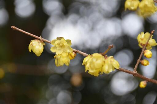 ロウバイ（蝋梅） ロウバイ,黄,蝋梅の写真素材