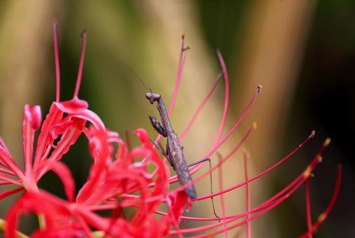 曼殊沙華の花にいたコカマキリ コカマキリ,カマキリ,曼殊沙華の写真素材