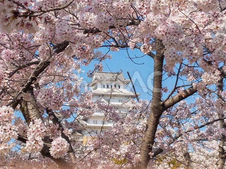 姫路城と桜5 世界遺産,姫路城,桜の写真素材