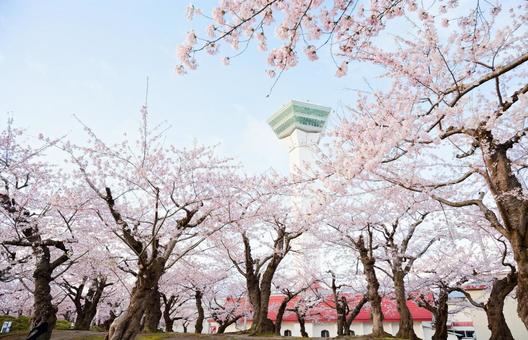 五稜郭公園の桜 桜,五稜郭タワー,さくらの写真素材