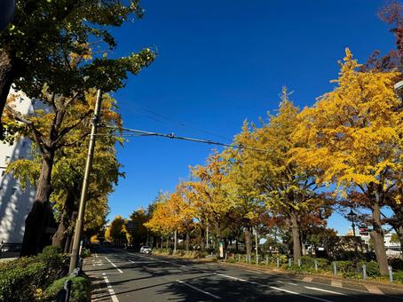 秋の山下公園通りの風景 秋の山下公園通りの風景 横浜,山下公園,秋の写真素材