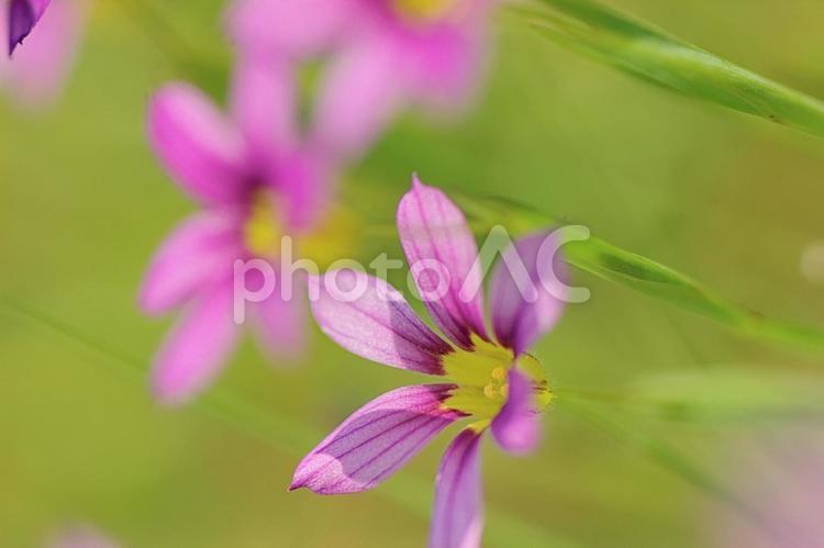 ニワゼキショウ 庭石菖,花,はなの写真素材