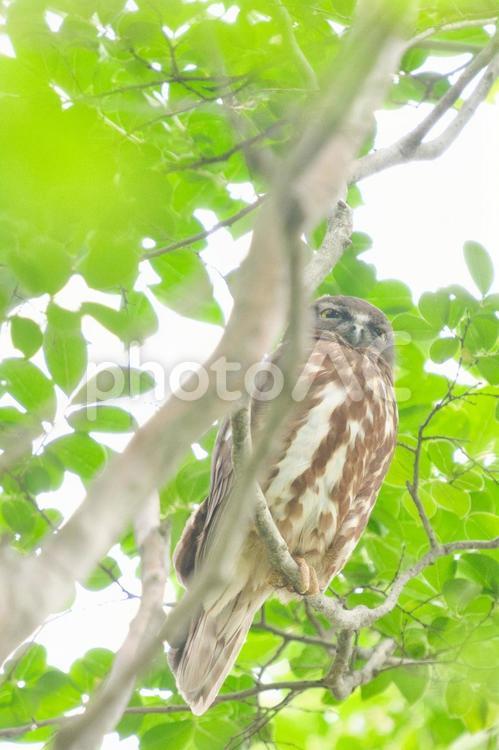 青々と茂る木々に佇む猛禽類のまなざし⑨ フクロウ,猛禽類,野鳥の写真素材