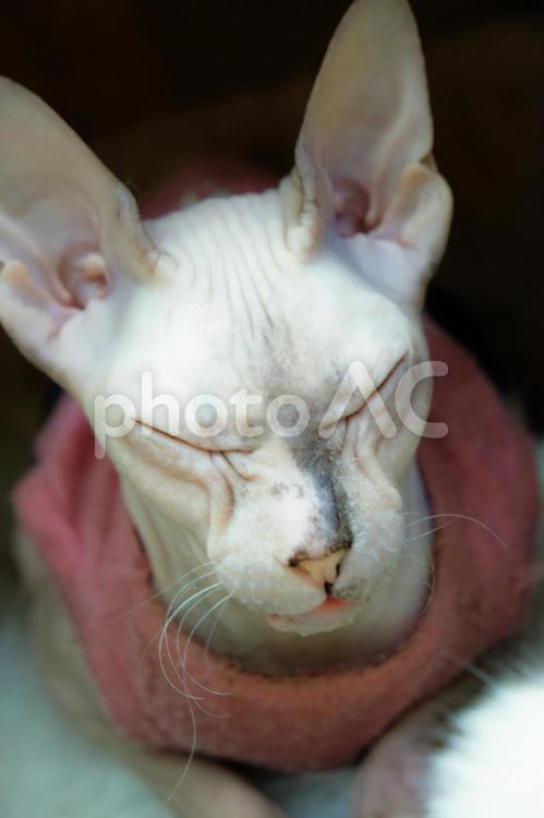 釜山で出会った猫たちが可愛すぎた 釜山,プサン,busanの写真素材