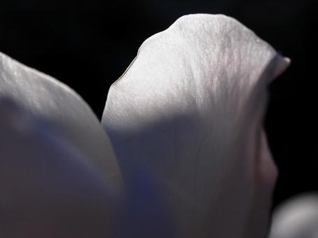 白い薔薇の花びら 白い薔薇の花びらの写真