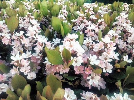 白い花 白い花 花,白い,植物の写真素材