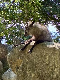岩の上で休んでいるカモシカ 岩の上で休んでいるカモシカの写真